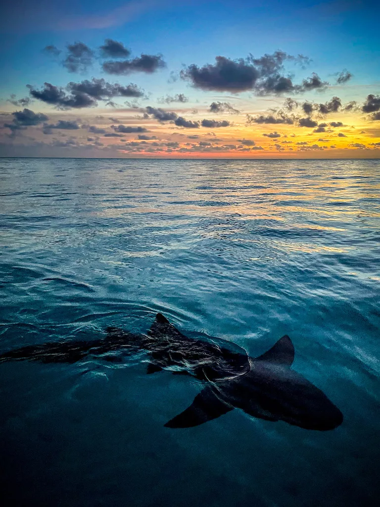 sunset sharks Kitesurf Cruise 