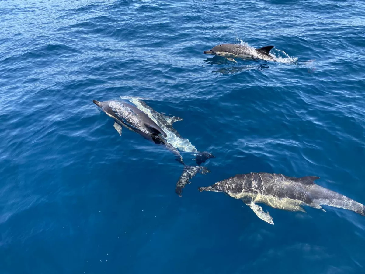 dolphins